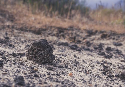 The Importance of Testing for Asbestos in Soil and the Threats It Poses