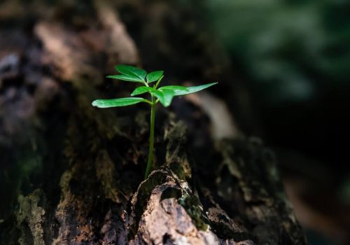 Effect of Asbestos on the Environment and the Role of Inspection in Ensuring Long-Term Safety