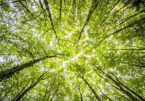 Asbestos Removal and Its Effect on the Environment and Human Health